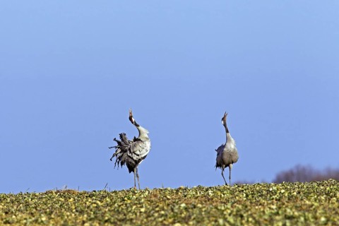Two courting common cranes