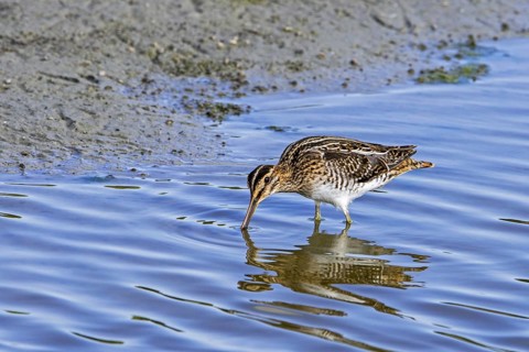 Common snipe