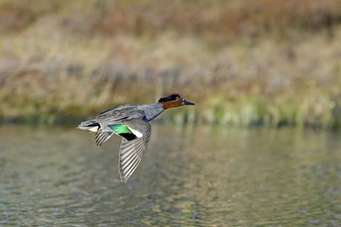 Eurasian teal