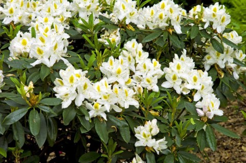 Rhododendron blossom