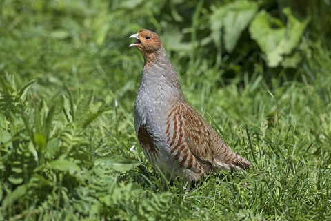 Grey partridge