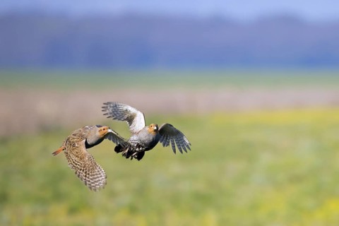 Two grey partridges