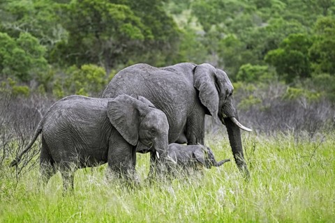 African bush elephant