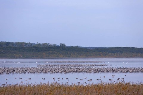 Common Crane