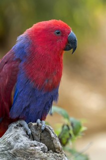 Eclectus parrot