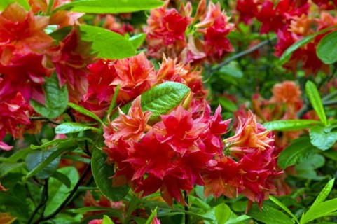 Rhododendron blossom
