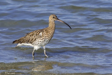Eurasian curlew