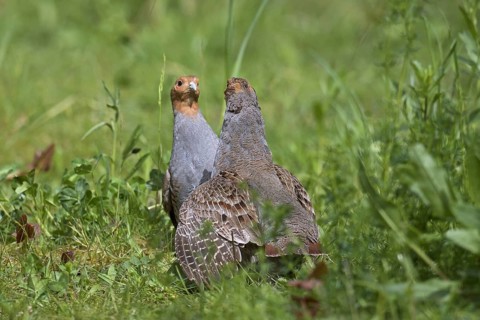 Two territorial male grey partridges
