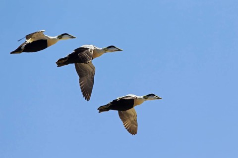 Common Eider