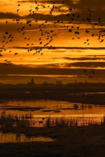 Flock of ducks silhouetted against sunset flying over field in winter in the Uitkerkse Polder nature reserve near Blankenberge