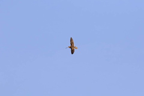 Common snipe