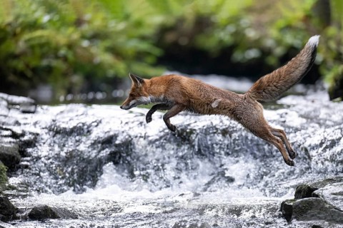 Red fox