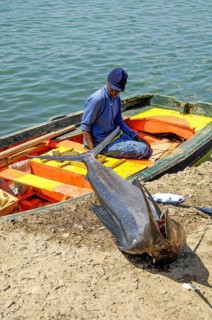 Local fisherman old man in small boat wooden boat on sea at quay wall looking at caught fish atlantic blue marlin