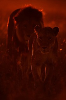 Backlit African lioness leading a male lion in the grasslands of Masai Mara at da