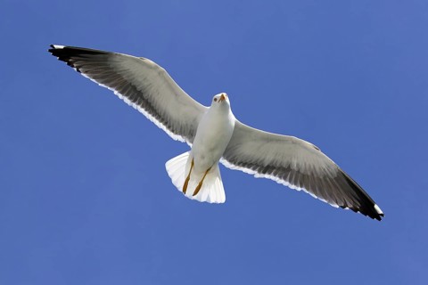 Lesser black-backed gull