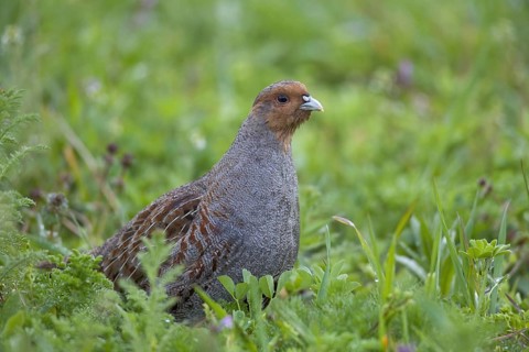 Grey Partridge