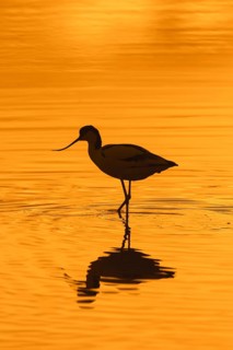 Pied avocet
