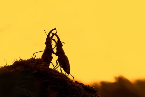 Two European stag beetle
