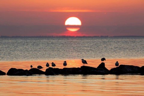 Flock of great black-backed gulls