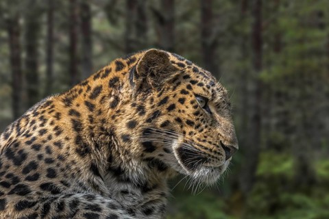 Amur leopard
