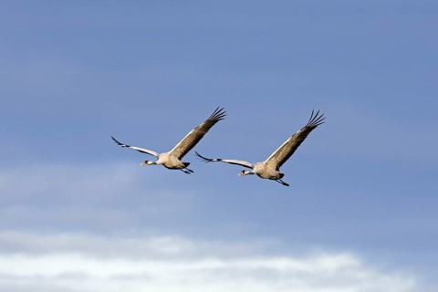 Two migrating common cranes