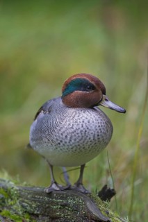 Eurasian teal