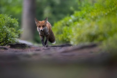 Red fox lured on a forest path with hare lament