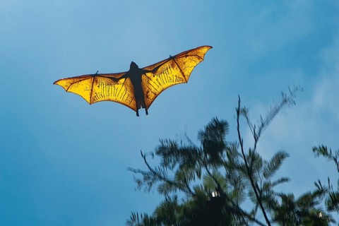 Large specimen of giant golden-crowned flying fox