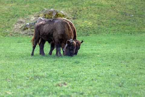 Wisent Thal project