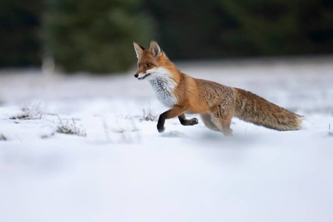 Red fox