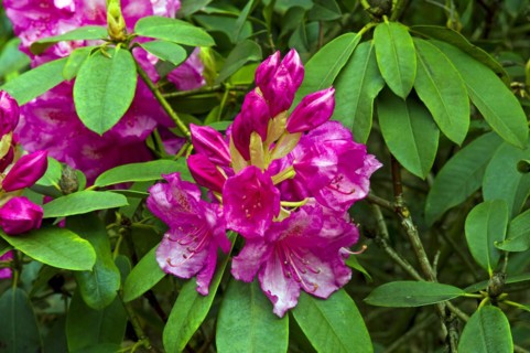 Rhododendron blossom
