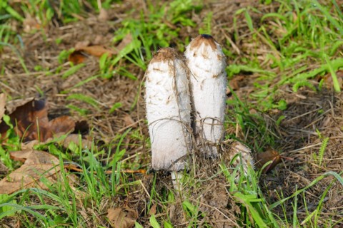 Stinkhorns