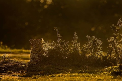 Backlit African leopard sitting on the ground in Masai Mara