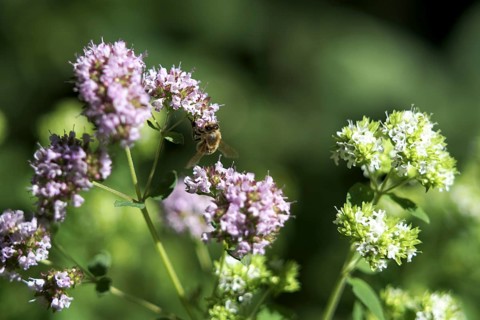 Honey bee on a common thyme