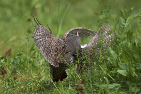 Two territorial male grey partridges