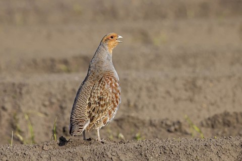 Grey partridge