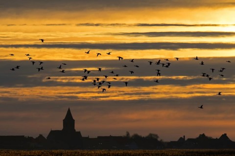 Flock of ducks silhouetted against sunset flying over field in winter in the Uitkerkse Polder nature reserve near Blankenberge