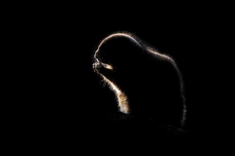 Black and white rim light silhouette of black-tailed prairie dog