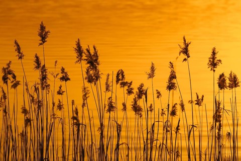 Panicles of common reed