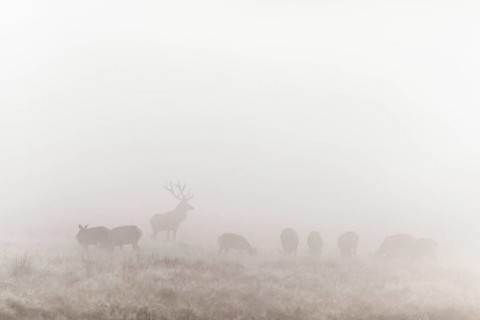 Red deer