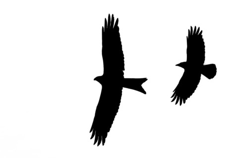 Silhouette of red kite