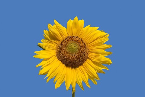 Flower head