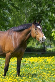Bay coloured Trakehner horse