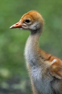 Common Crane