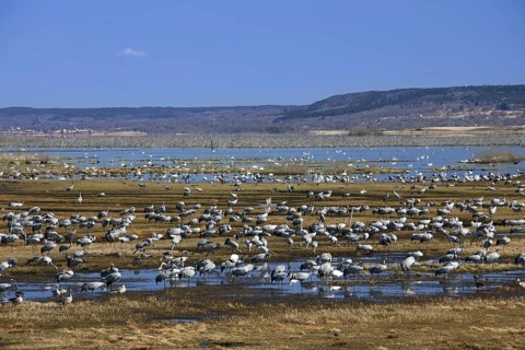 Flock of common cranes