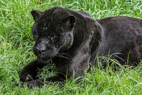 Close up portrait of black panther