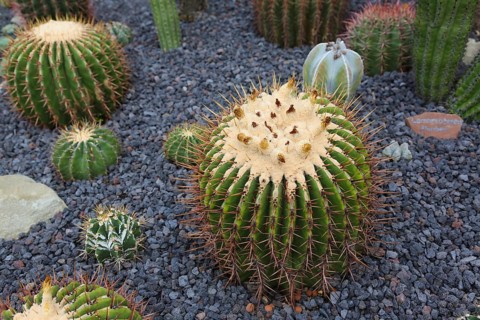 Cactus family