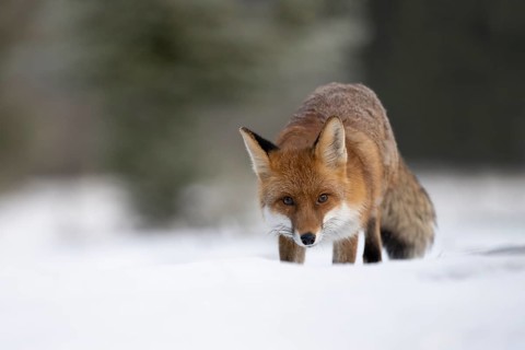 Red fox