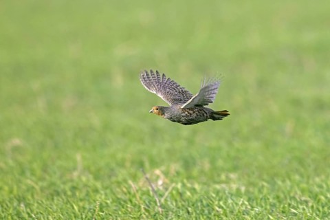 Grey partridge