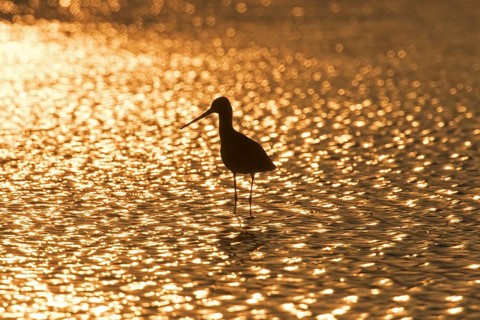 Silhouette of black-tailed godwit
